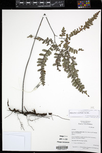 Adiantum aneitense image