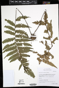 Deparia petersenii image