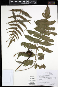 Mesophlebion crassifolium image