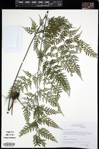 Asplenium cuneatum image