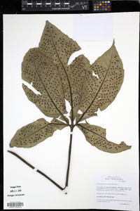 Christensenia aesculifolia image