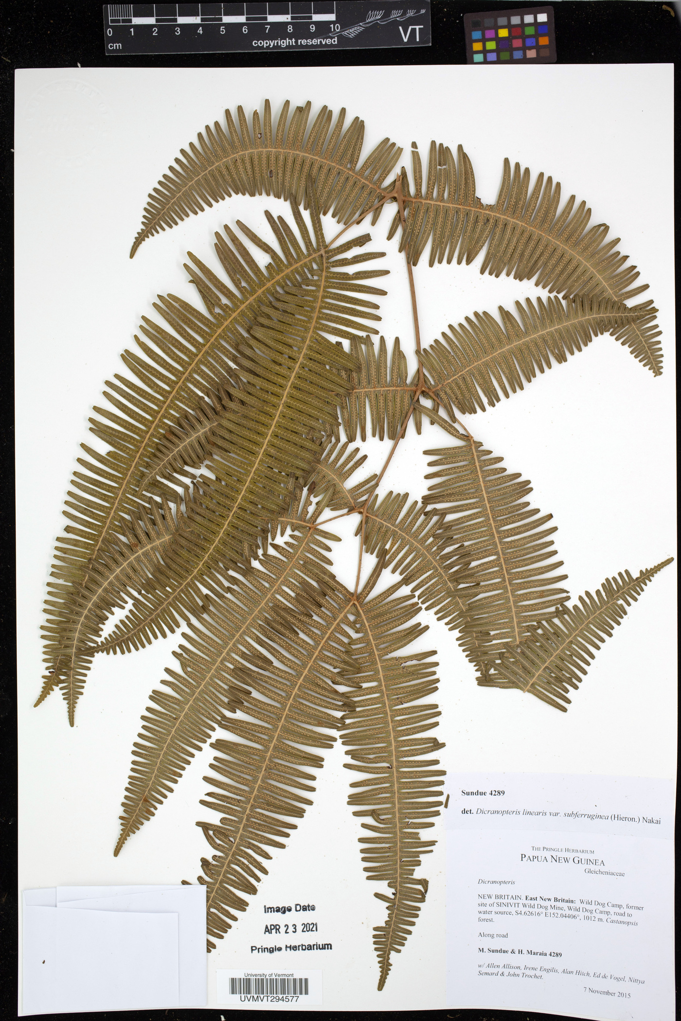 Dicranopteris linearis var. subferruginea image