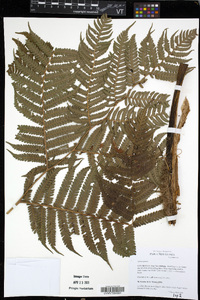 Cyathea vittata image