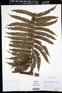 Cyathea vittata image