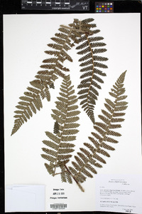 Cyathea albidosquamata image