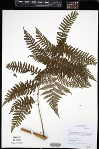 Cyathea decurrens image