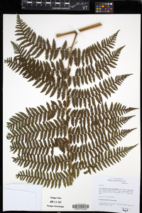 Cyathea decurrens image