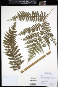 Cyathea decurrens image