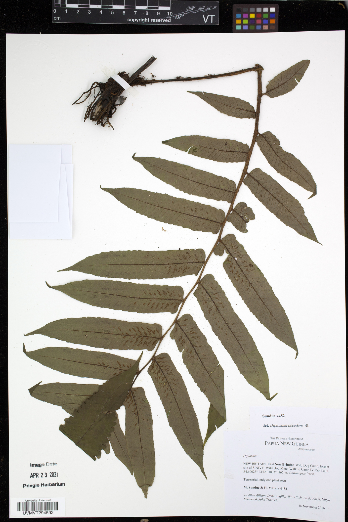 Diplazium accedens image