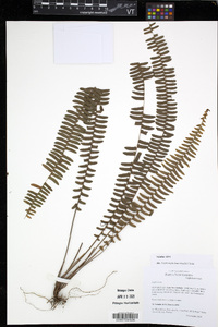 Nephrolepis lauterbachii image