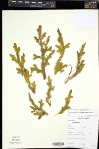 Lycopodiella alopecuroides image