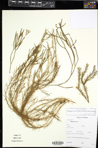 Phlegmariurus subulatus image