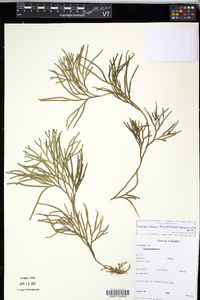 Diphasiastrum thyoides image