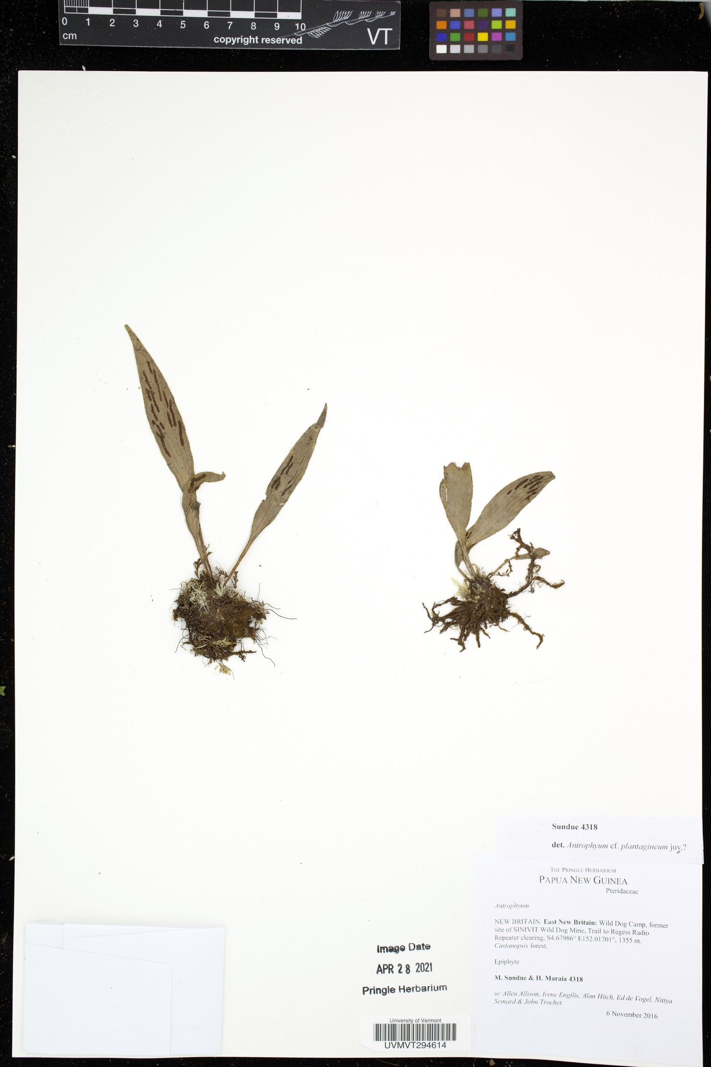 Antrophyum plantagineum image