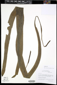 Ophioderma pendulum image