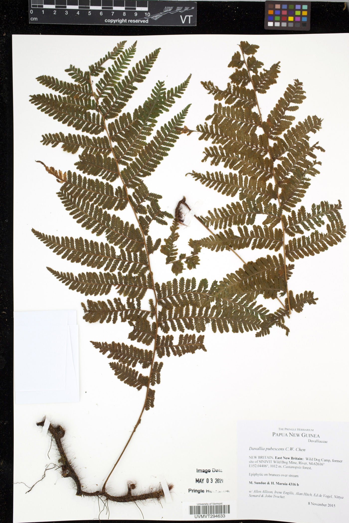 Davallia pubescens image