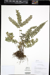 Lindsaea obtusa image