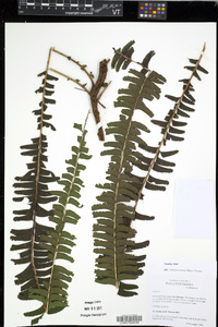 Lindsaea repens image