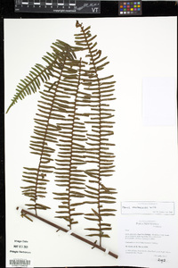 Pteris mertensioides image