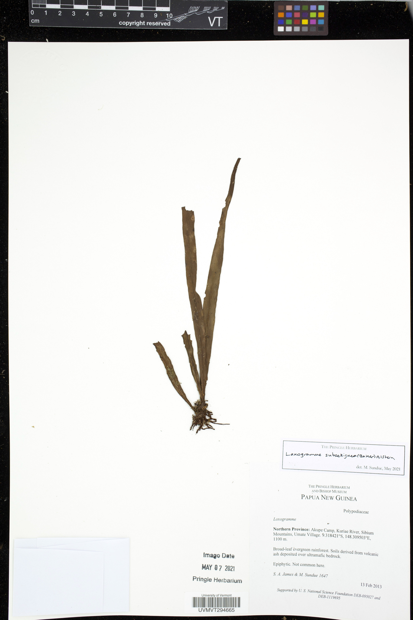 Loxogramme subselliguea image