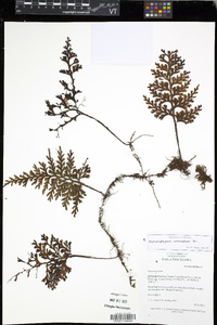 Hymenophyllum imbricatum image