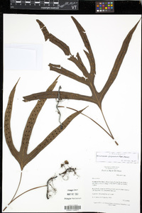 Microsorum papuanum image