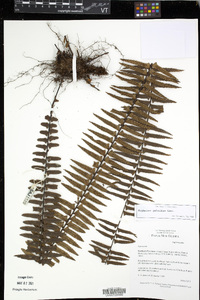 Asplenium pellucidum image