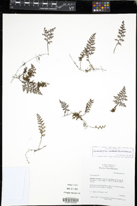 Hymenophyllum acanthoides image