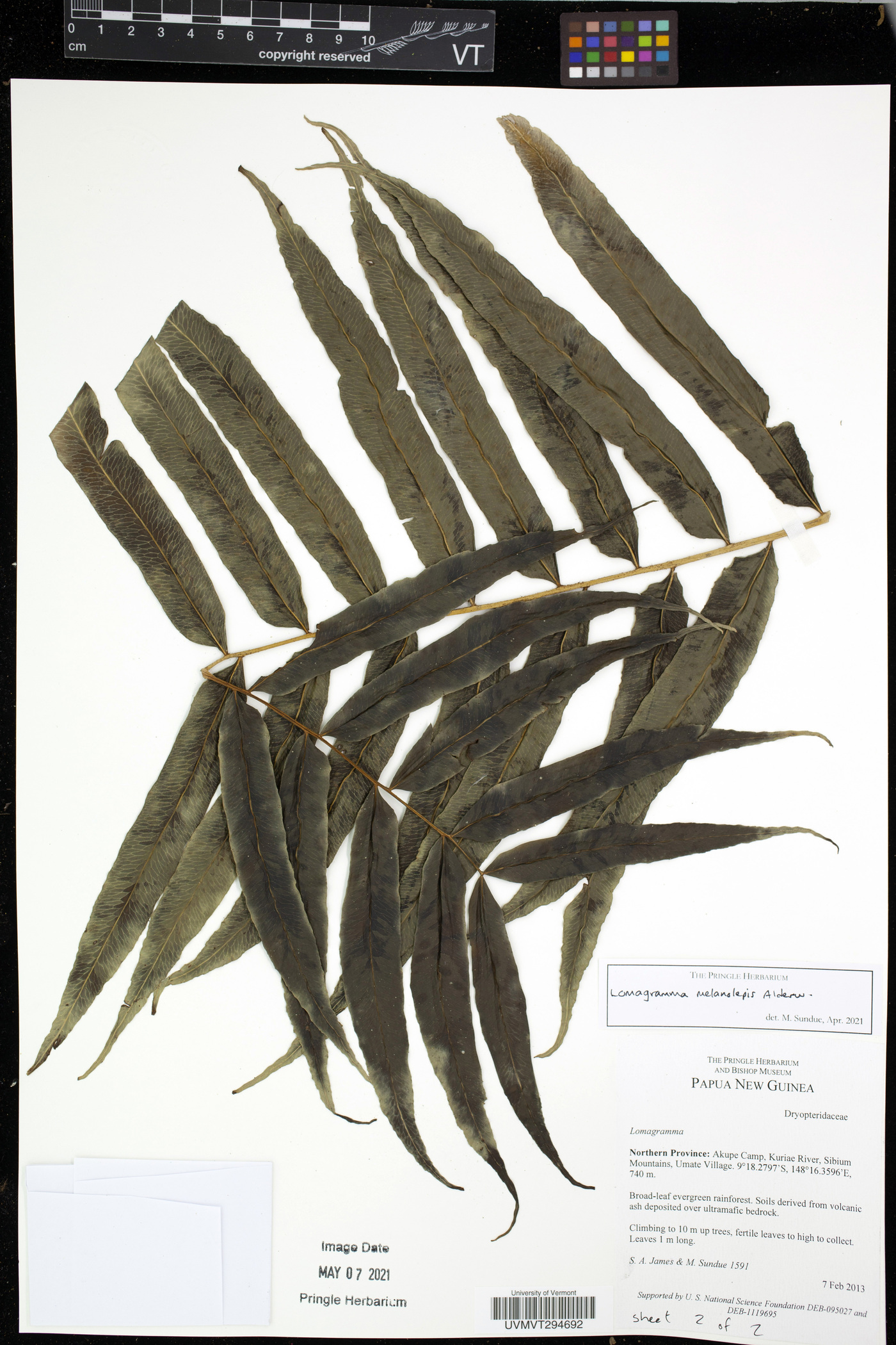 Lomagramma melanolepis image