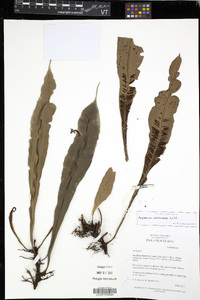 Asplenium amboinense image