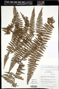 Image of Davallia novoguineensis