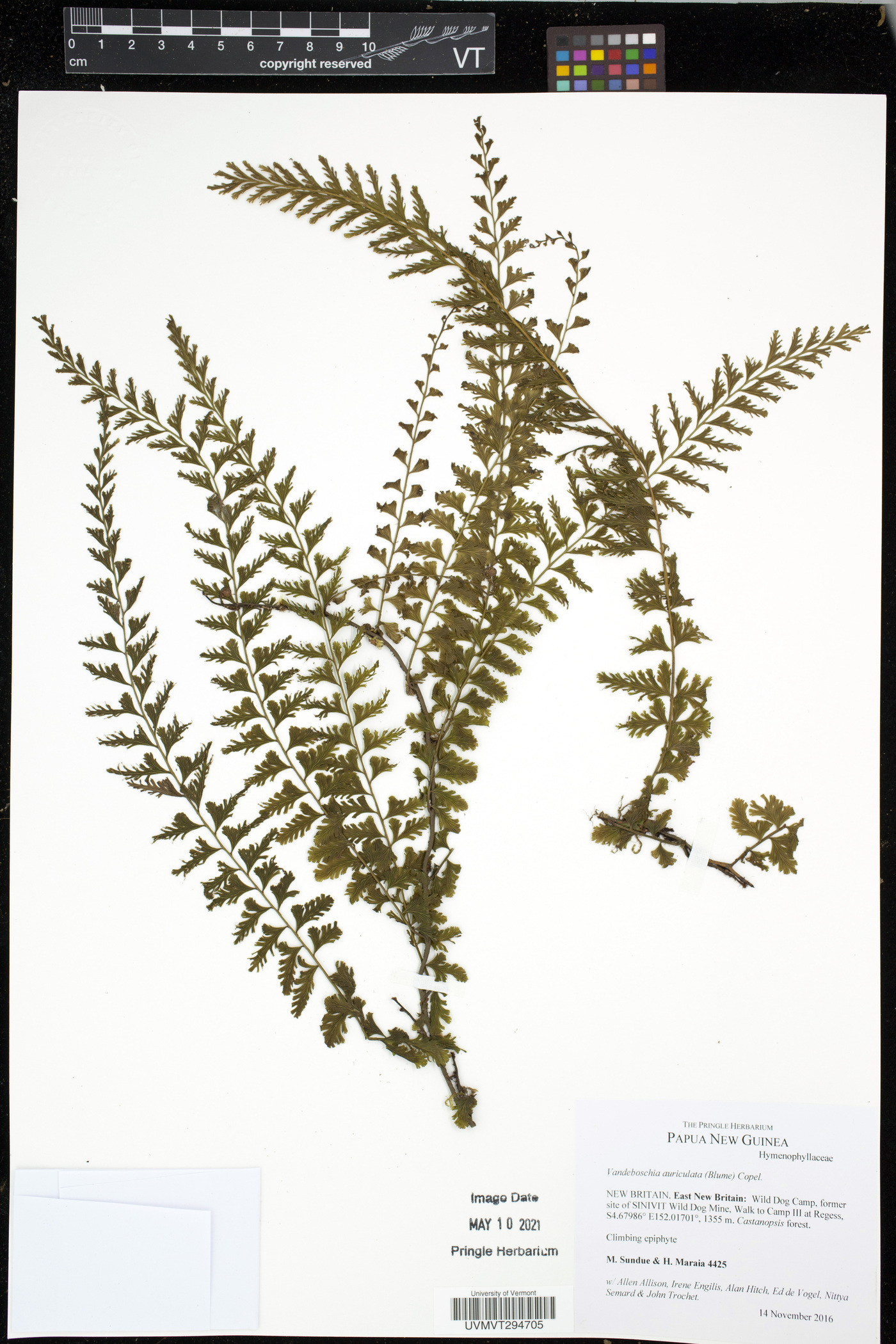 Vandenboschia auriculata image