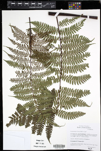 Gymnosphaera hornei image