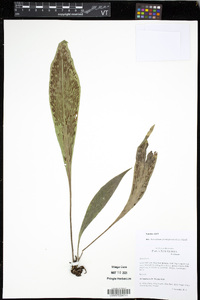 Antrophyum plantagineum image