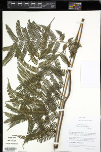 Pteris schlechteri image