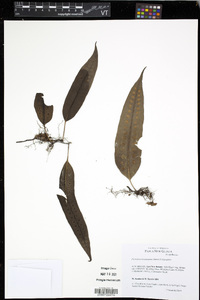 Microsorum papuanum image