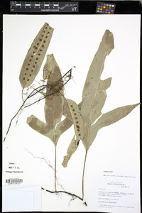 Asplenium scolopendrioides image