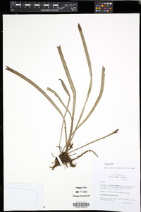 Haplopteris ensiformis image