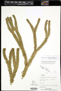 Phlegmariurus phlegmarioides image