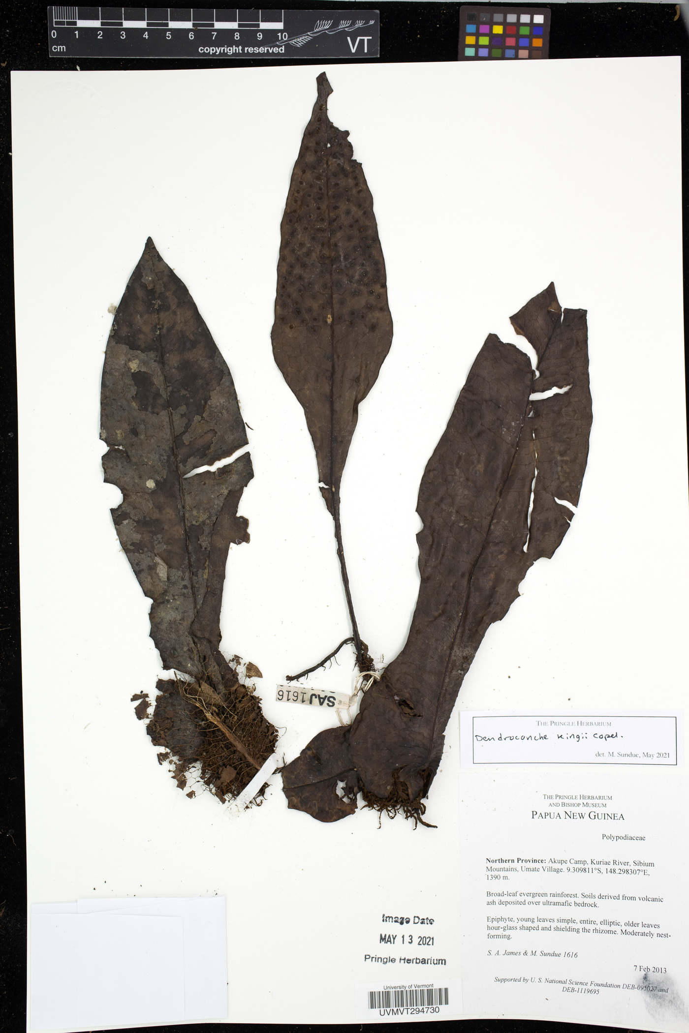 Lecanopteris kingii image