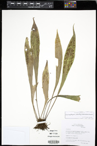 Antrophyum plantagineum image