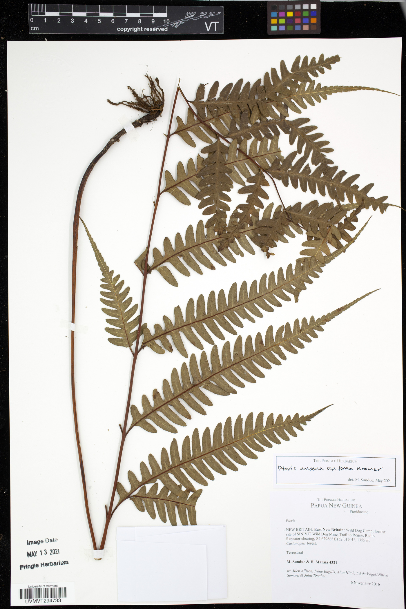 Pteris amoena image