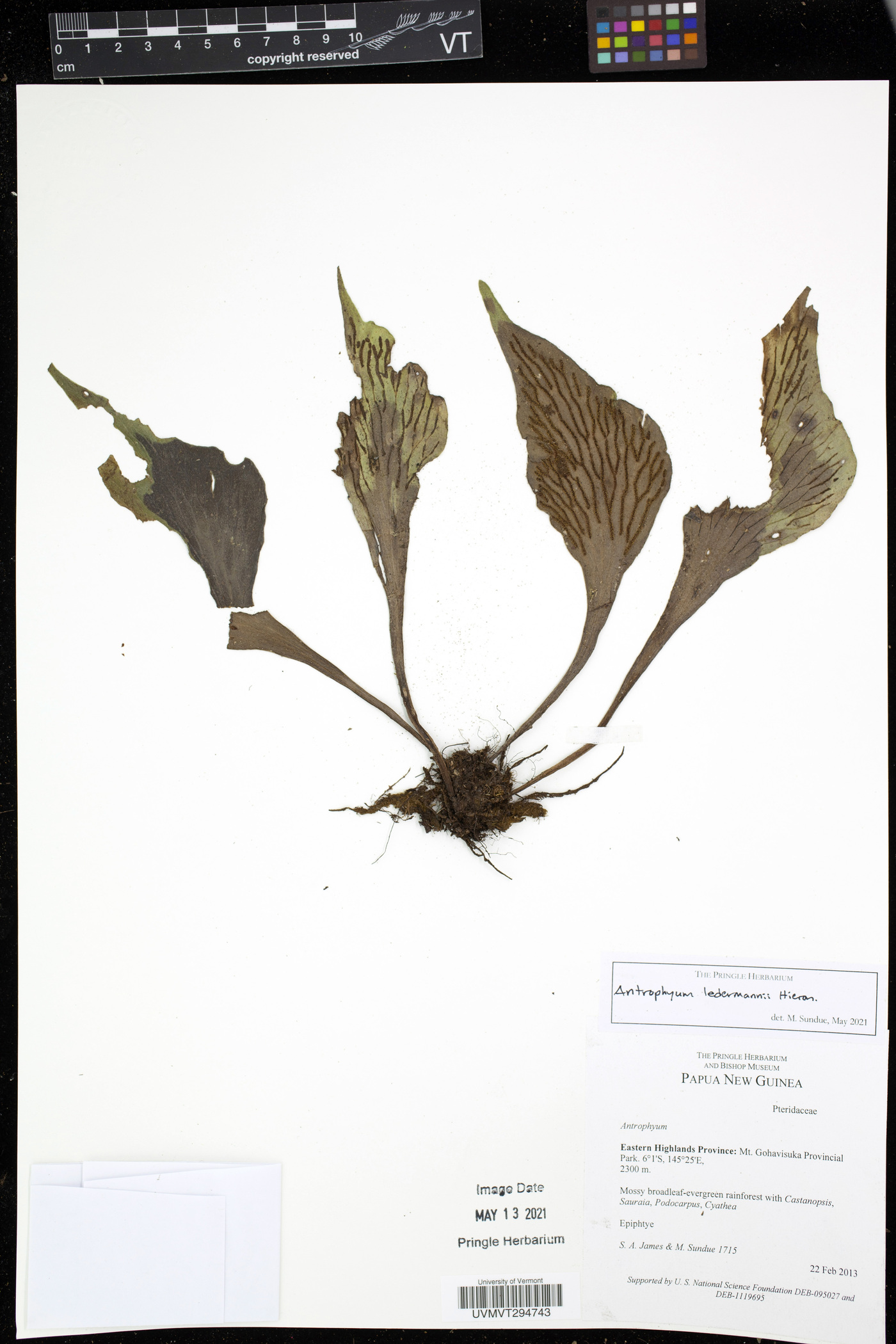 Antrophyum ledermannii image
