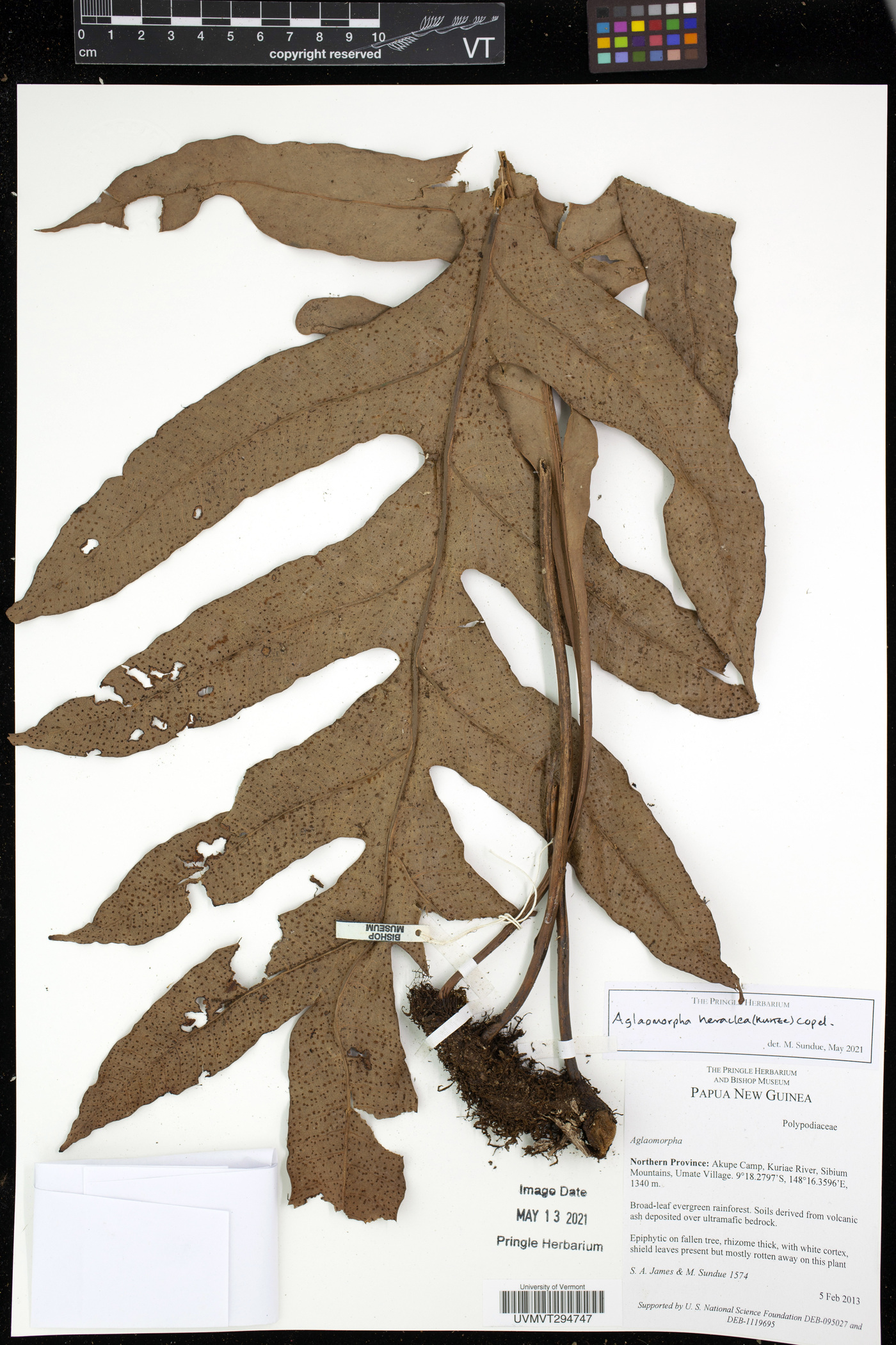 Aglaomorpha heraclea image