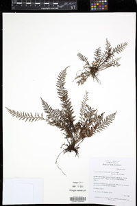 Tomophyllum millefolium image