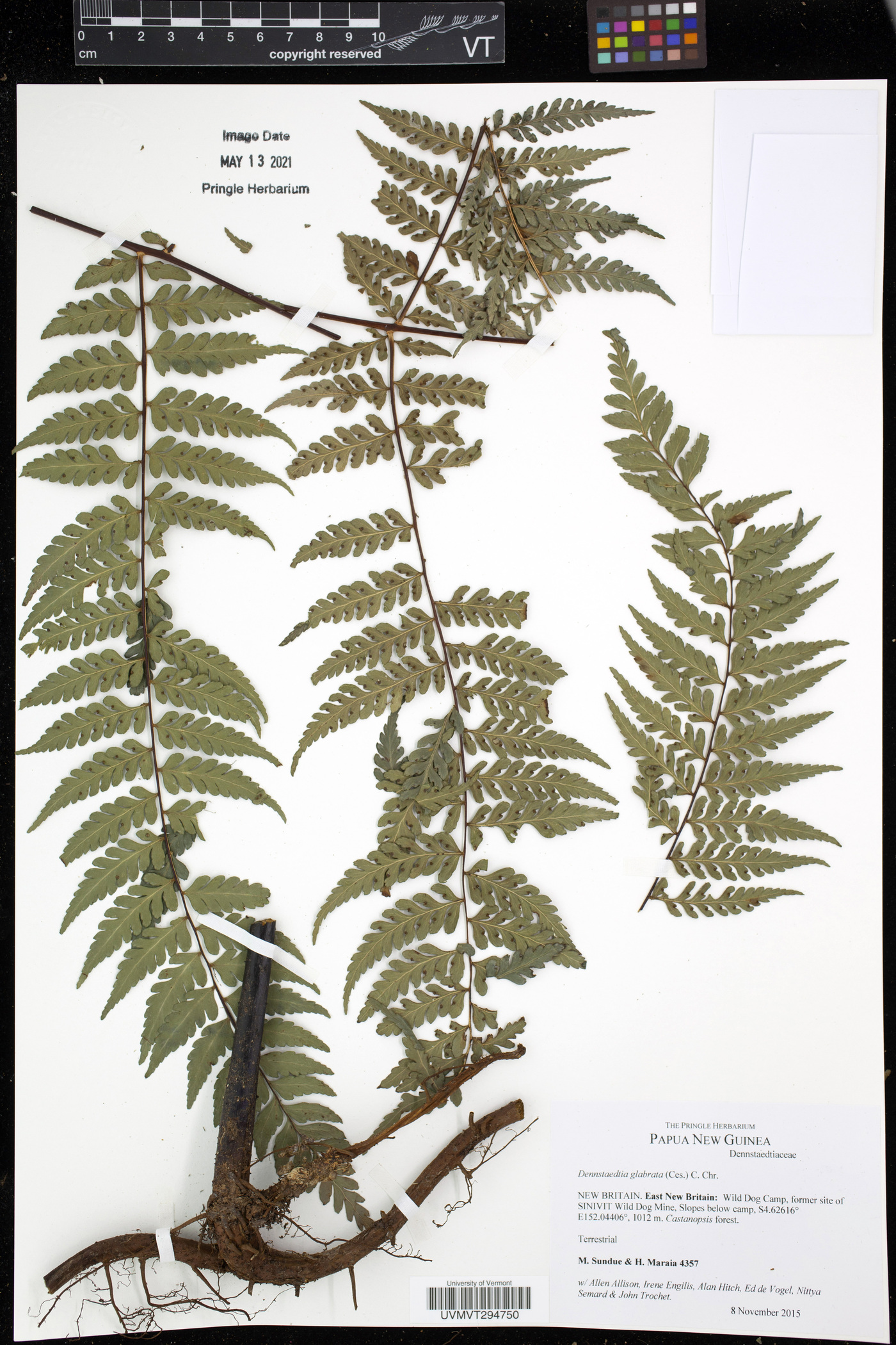 Dennstaedtia glabrata image