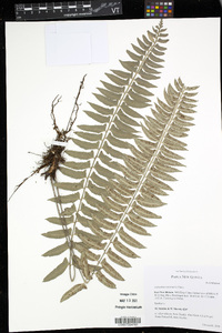 Asplenium tenerum image