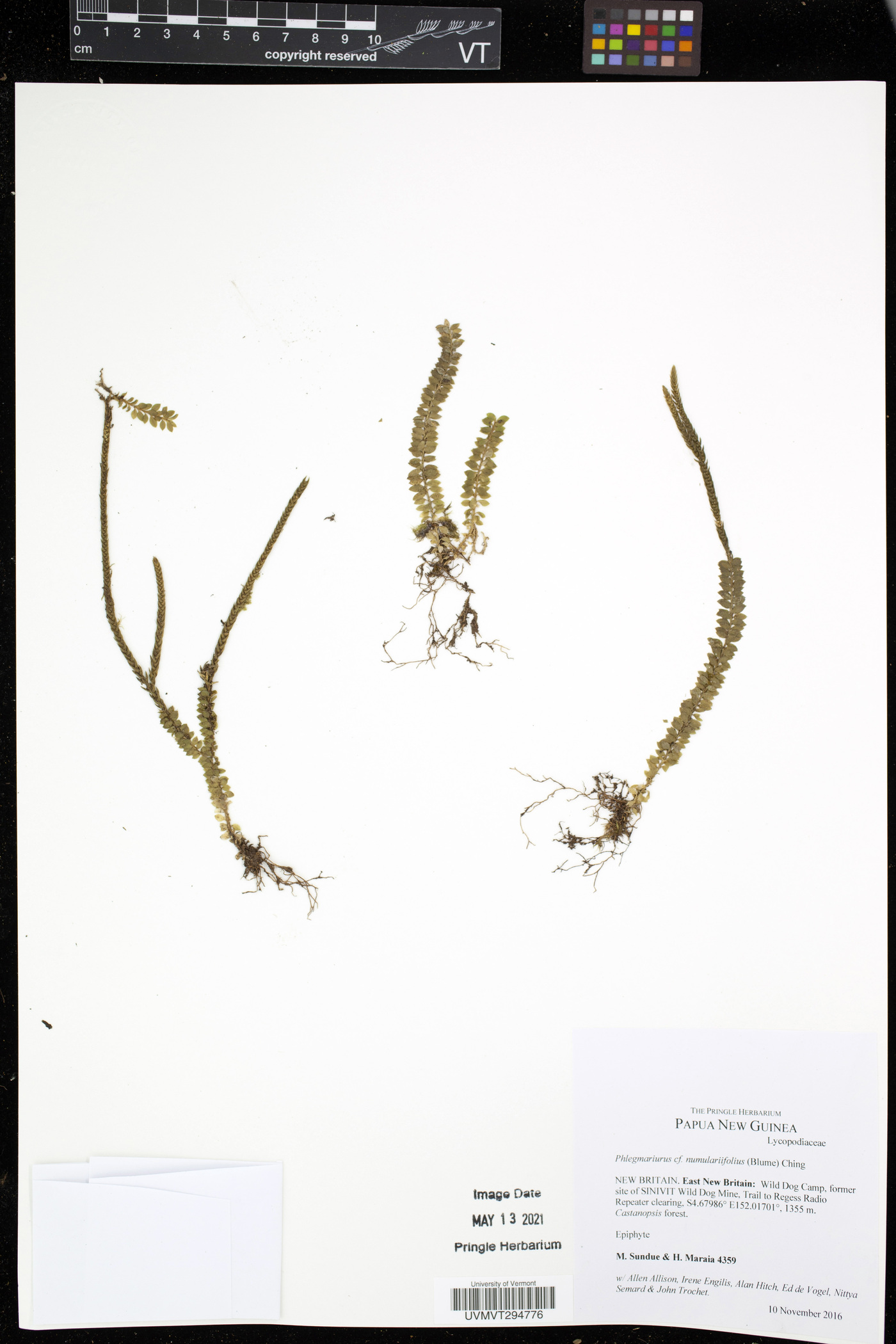 Phlegmariurus nummulariifolius image
