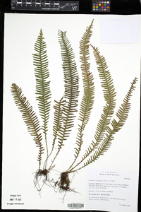 Prosaptia contigua image