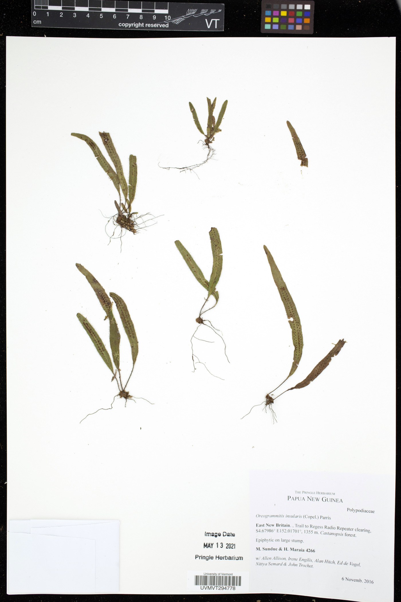 Oreogrammitis insularis image